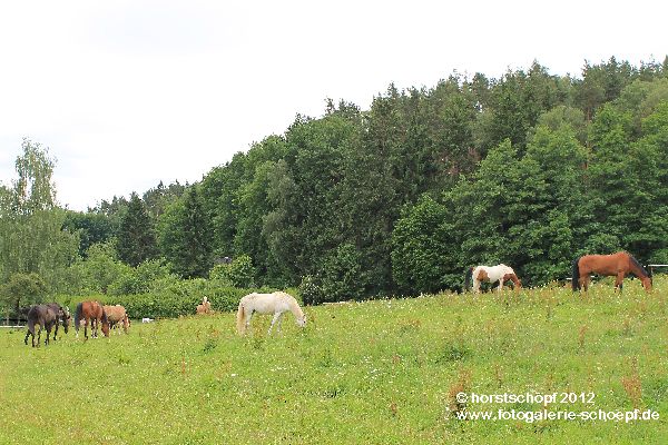 Pferde auf Weide a Waldrand Saas (3)